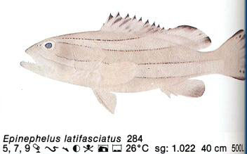 Epinephelus latifasciatus